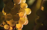 Weintrauben aus Luxemburg