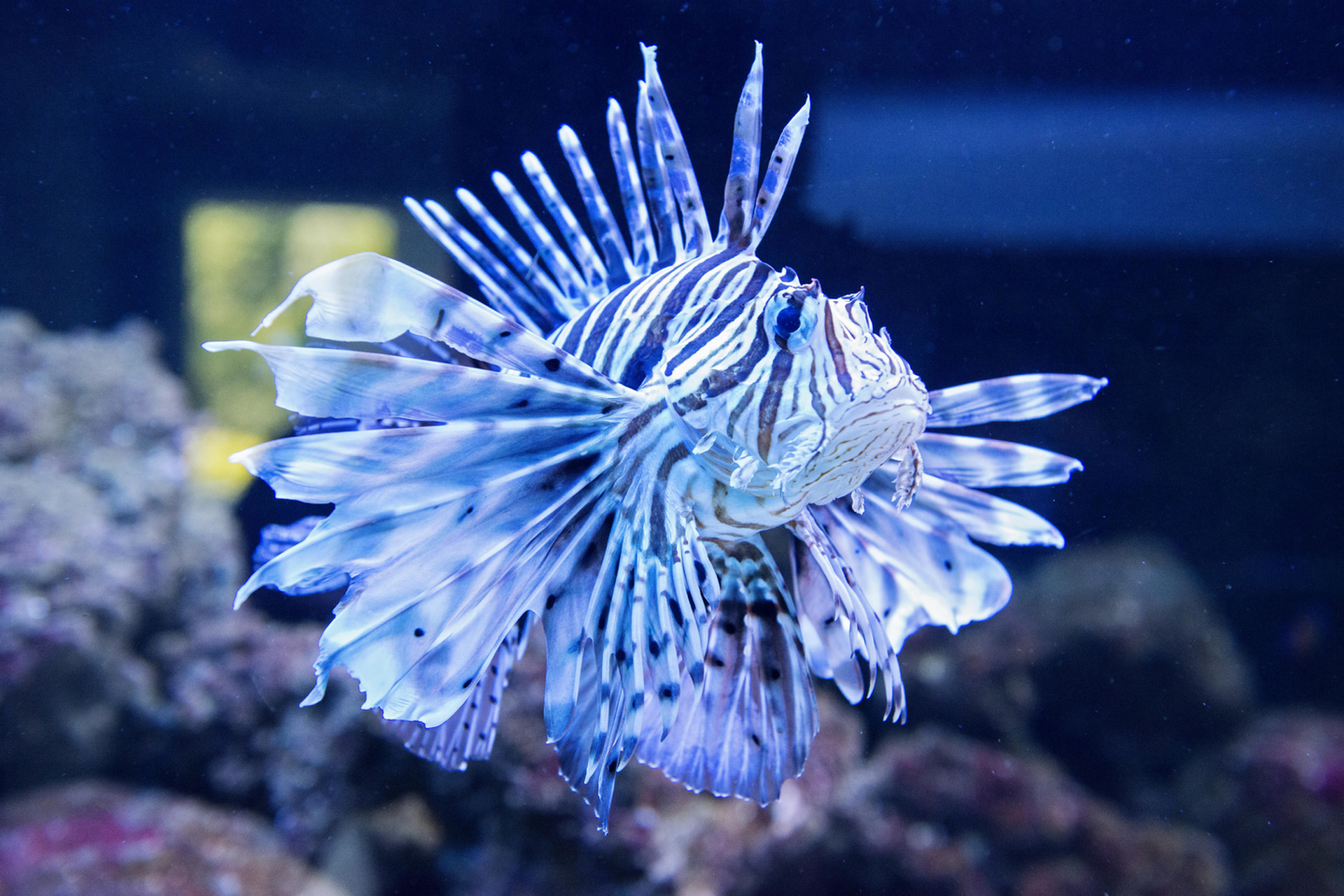 Aquarium Wasserbillig - camping.lu